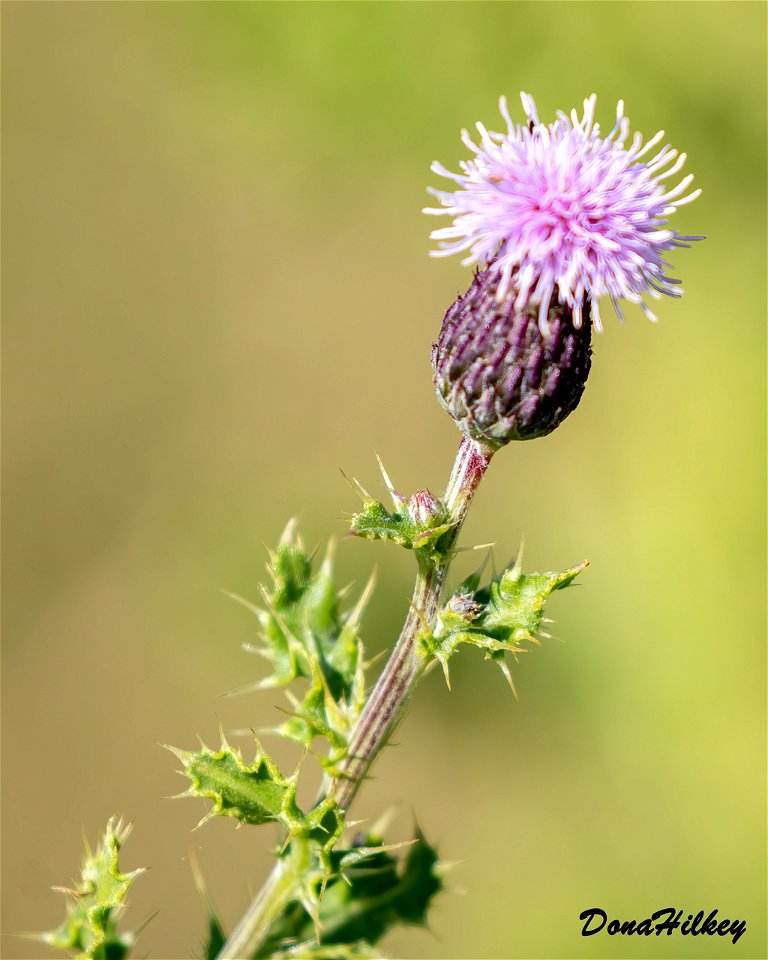Canada Thistle