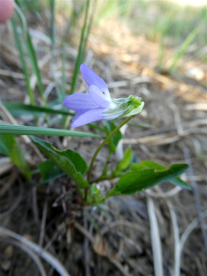 Viola lactea Sm., 1798