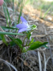 Viola lactea Sm., 1798
