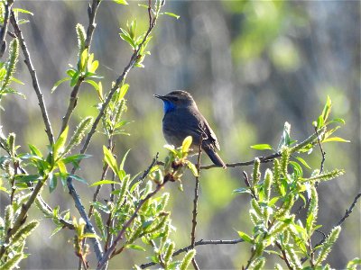Blauwborst