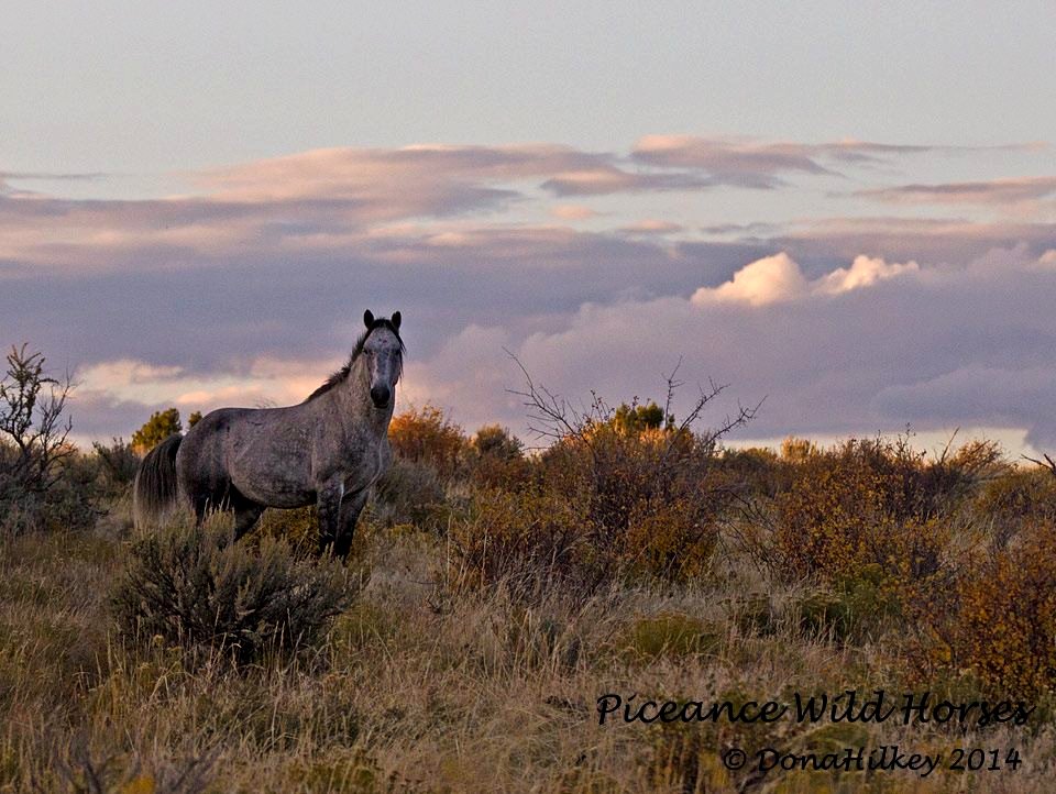 Piceance Wild Horses