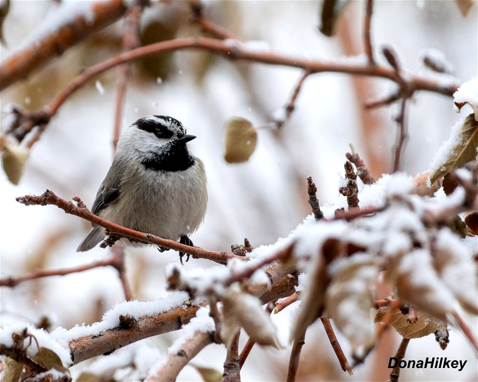 Mountain Chickadee