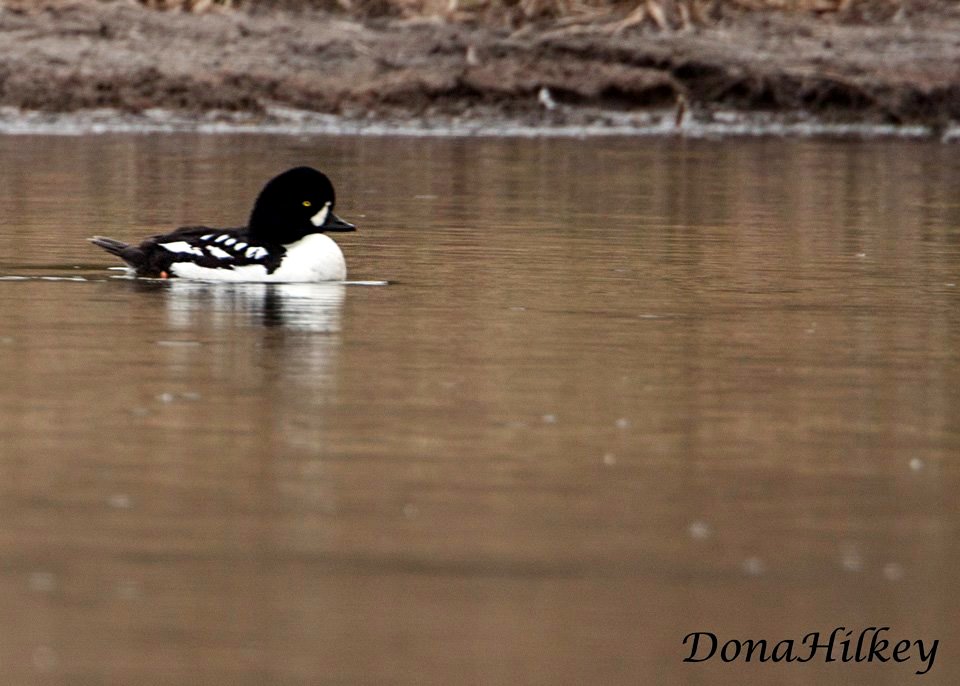 Barrow's Goldeneye, male Marvine Creek April 8, 20172