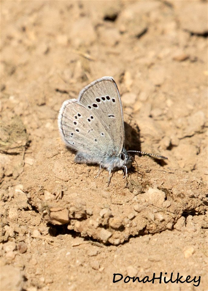 Silvery Blue 25may2018 PED