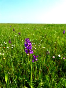 Anacamptis morio (L.) R.M.Bateman, Pridgeon & M.W.Chase, 1997