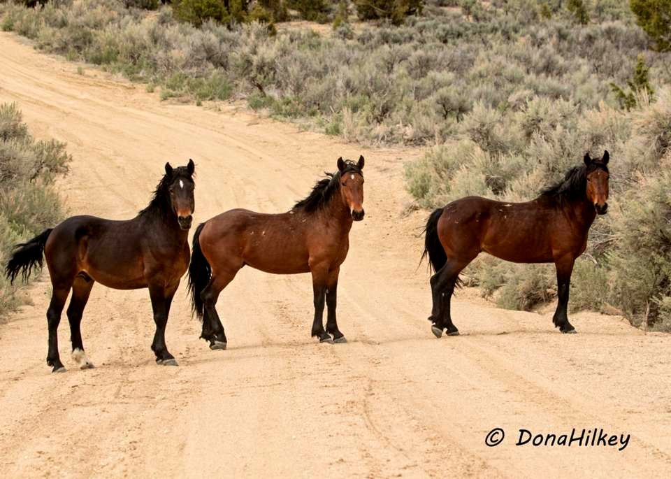 Piceance Wild Horses