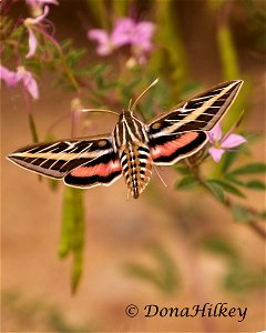 White-lined Sphinx photo