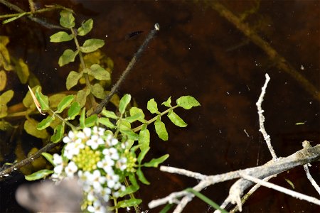 Nasturtium officinale W.T.Aiton, 1812