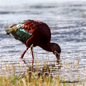 White-faced Ibis