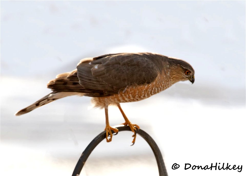 Sharp-shinned Hawk