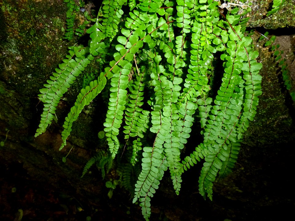 Asplenium trichomanes subsp. quadrivalens D.E.Mey., 1964