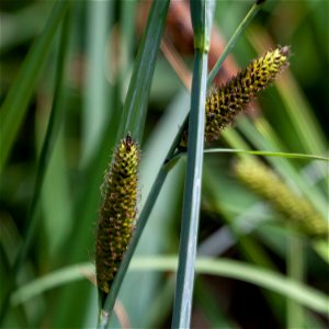 Water Sedge