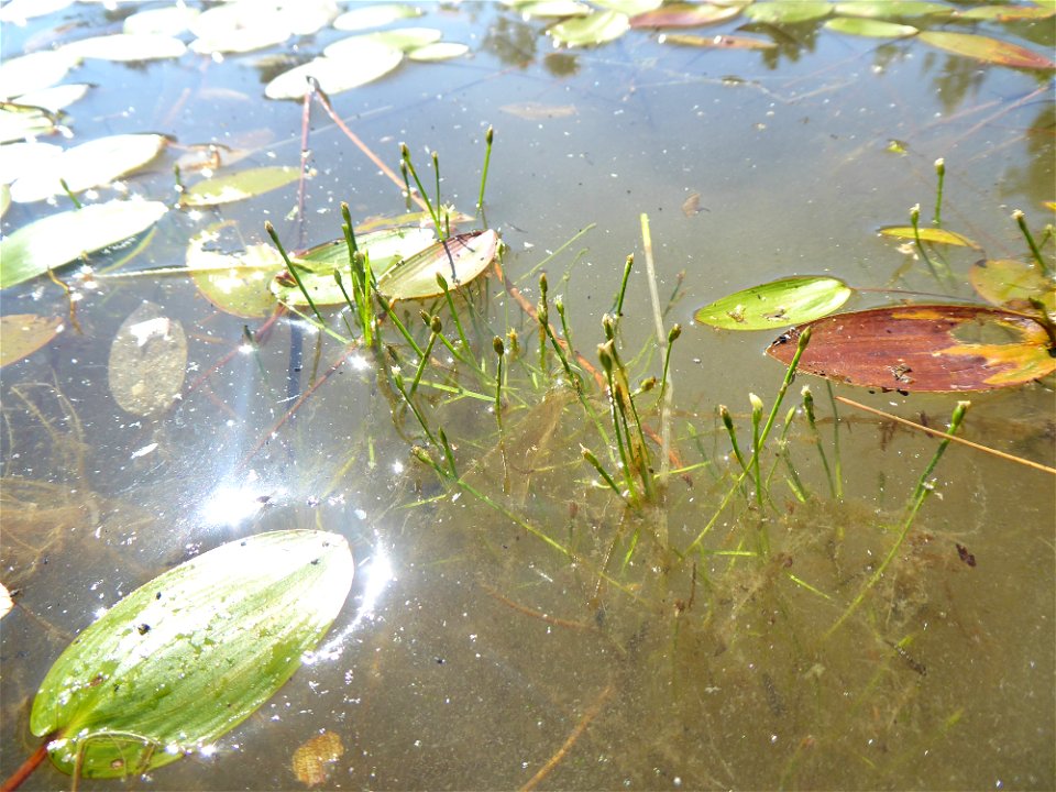 Isolepis fluitans (L.) R.Br., 1810