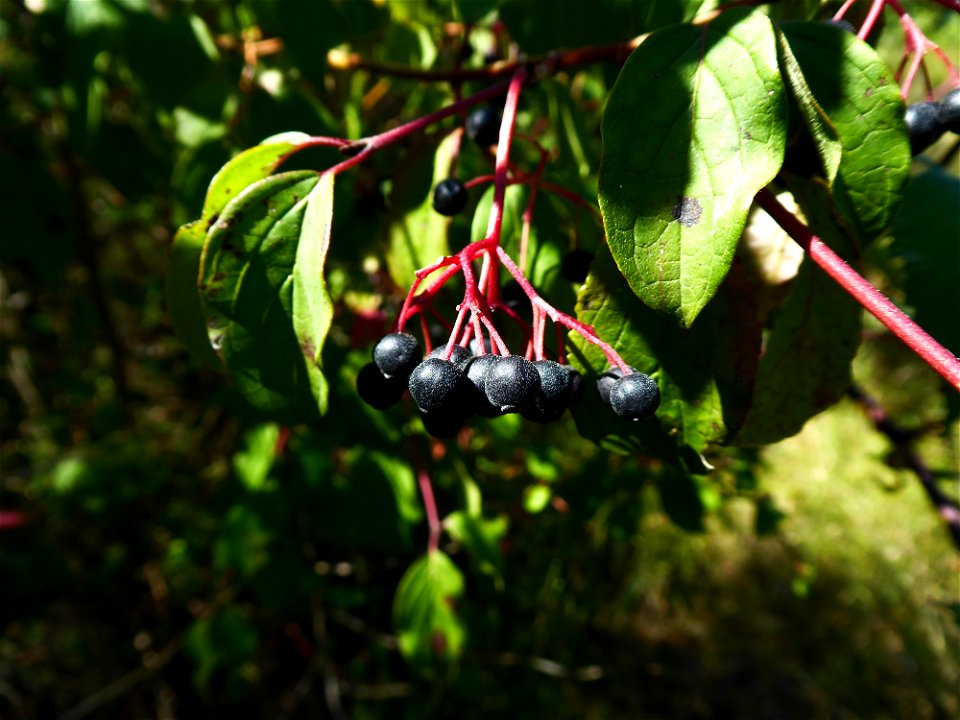 Cornus sanguinea L., 1753