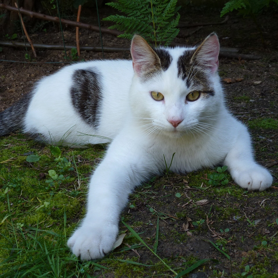 Domestic cute kitten