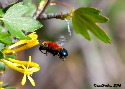 Mason Bee photo