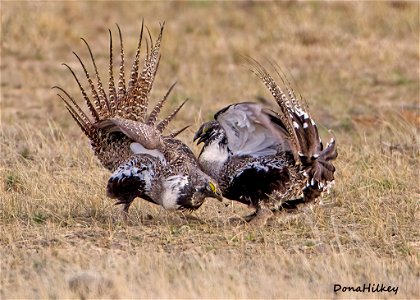 Greater Sage Grouse