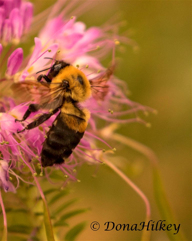 Brown-belted Bumble Bee