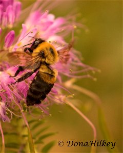 Brown-belted Bumble Bee photo