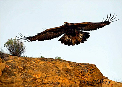 Golden Eagle