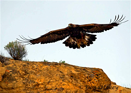 Golden Eagle photo