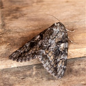 Aholibah Underwing