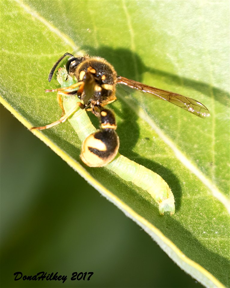 Typical Potter Wasps (Genus Eumenes)