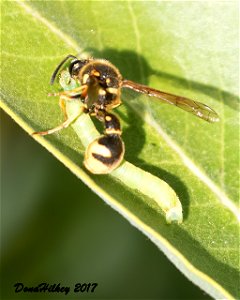 Typical Potter Wasps (Genus Eumenes)