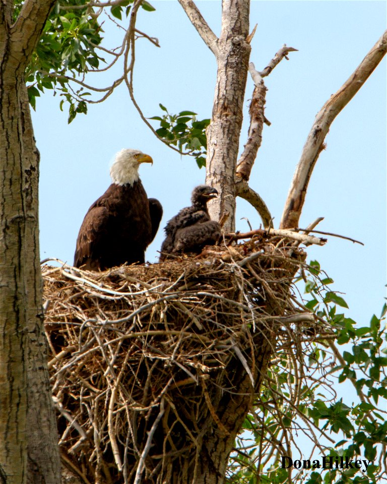 BAEA-nest-25june2020-2