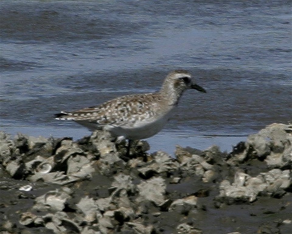 Black-bellied Plover