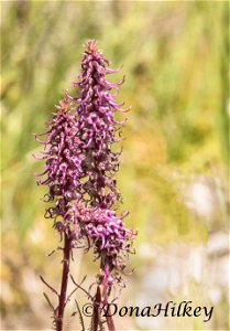 Elephant Head, Pedicularis groenlandica