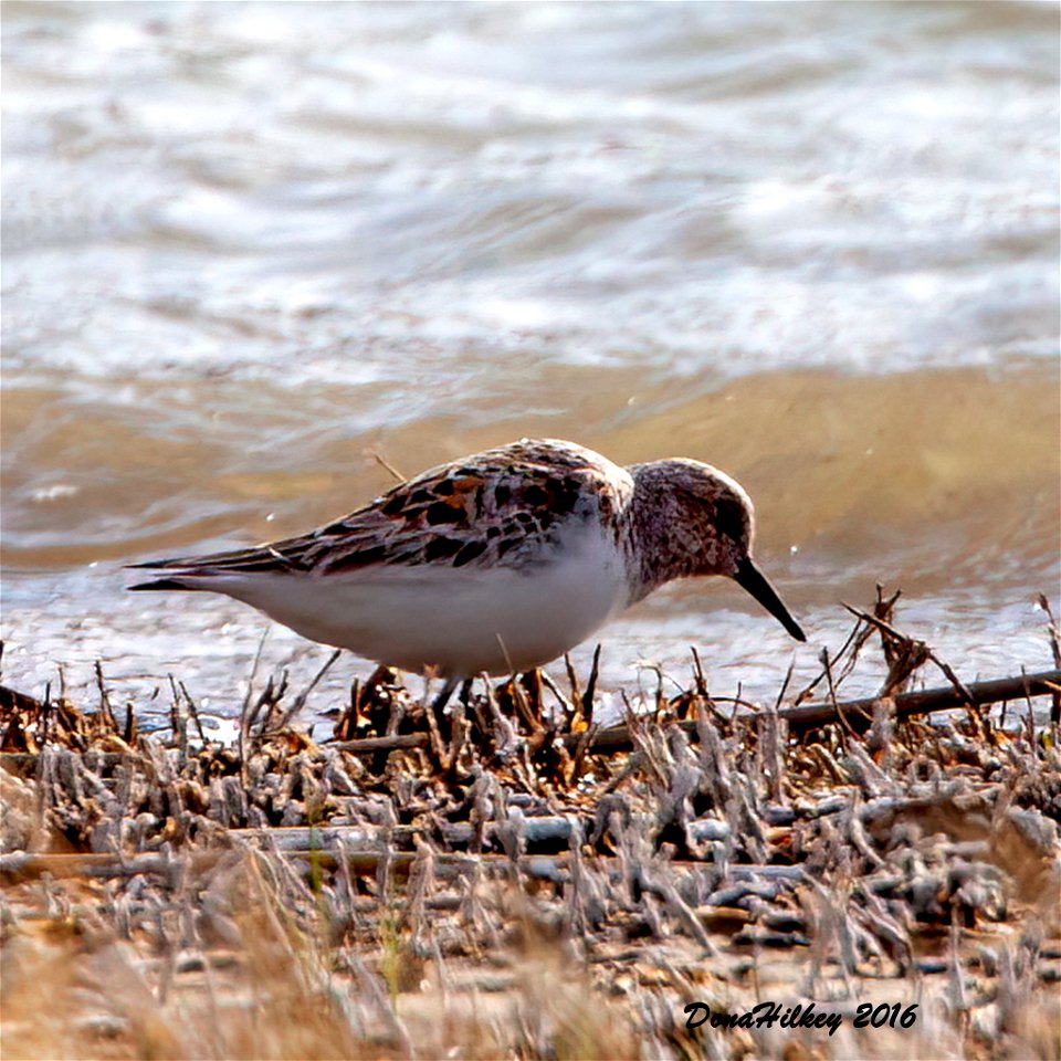 Sanderling
