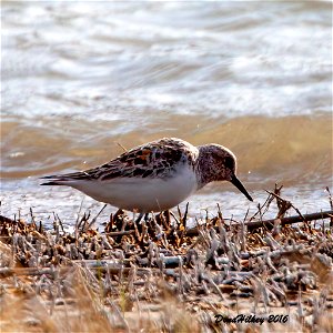 Sanderling photo