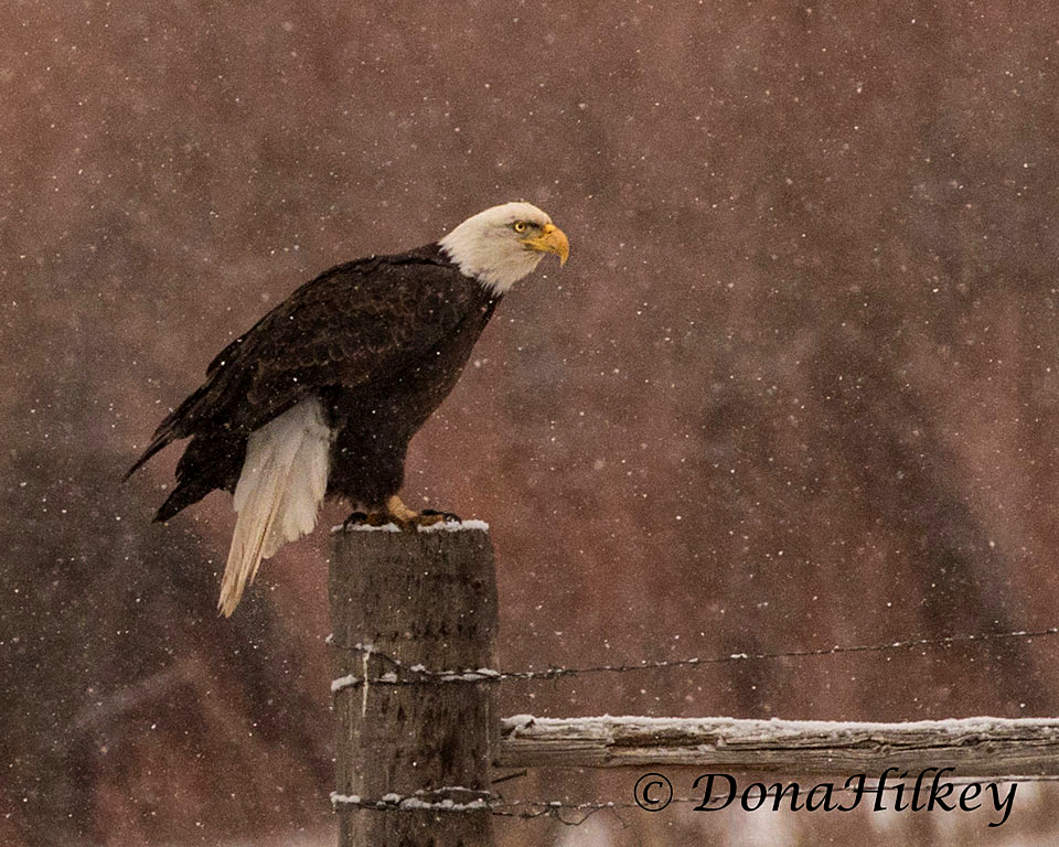 Bald Eagle in the snow