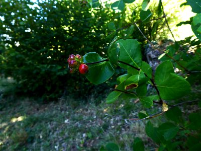 Lonicera etrusca Santi, 1795
