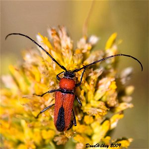 Crossidius-coralinus