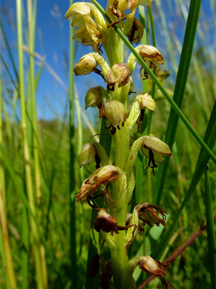 Orchis anthropophora (L.) All., 1785
