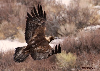 Golden Eagle photo