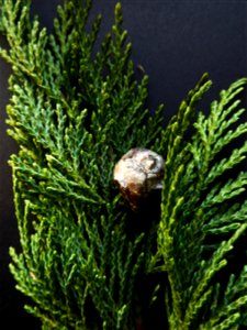 Cupressus macrocarpa Hartw., 1847