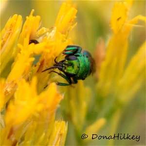 Cuckoo Wasp photo