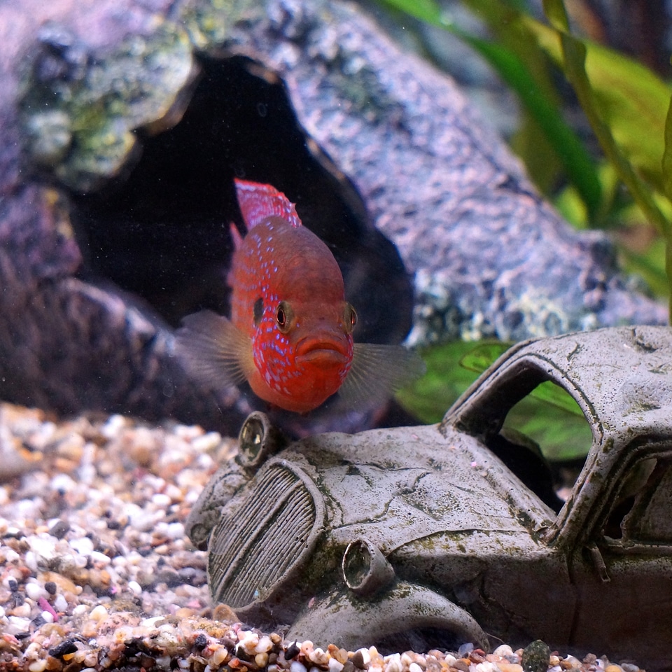 Rusotimanttiahven red diamond perch hemichromis lifalili