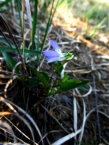 Viola lactea Sm., 1798