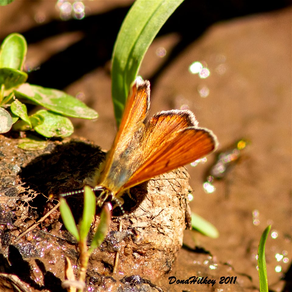 Ruddy Copper