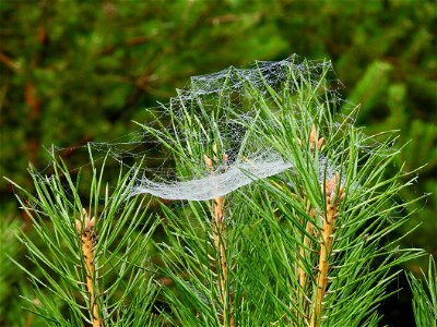 Spinnewebben
