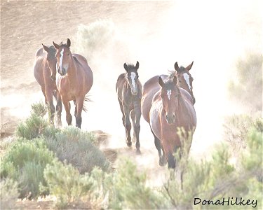 web-five-bays-dust-july2019