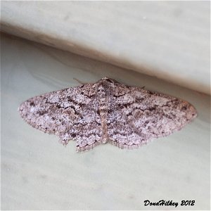 Subfamily Ennominae a member of Geometer Moths