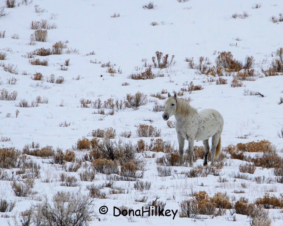 Piceance Wild Horses
