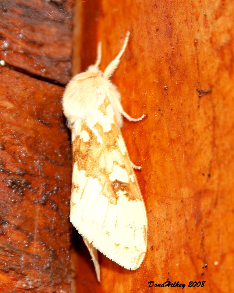 Spotted Tussock Moth photo