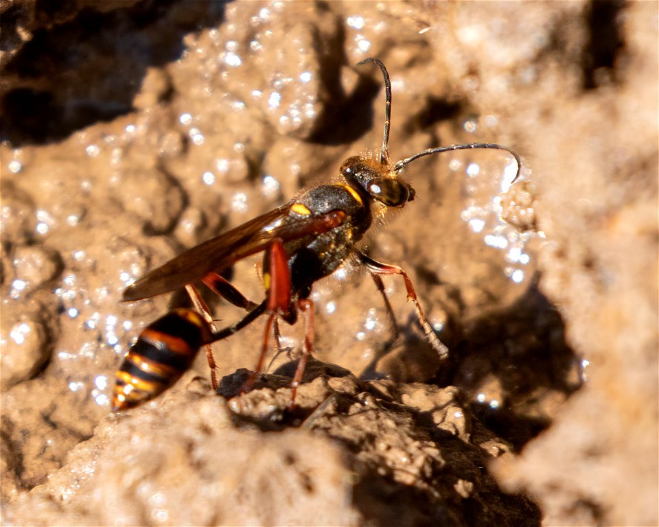 Asian Mud-dauber Wasp