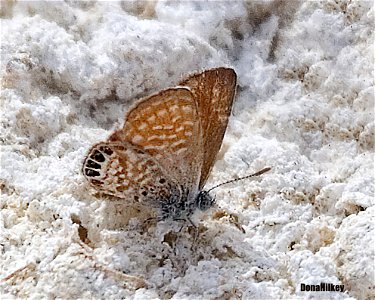 Western Pygmy Blue